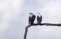Low-angle view of two African fish eagles perching on the branch of a tree before the cloudy sky Royalty Free Stock Photo