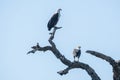 Low-angle view of two African fish eagles perching on the branches of a tree before the blue sky Royalty Free Stock Photo