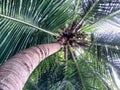 Low-angle view up a curved coconut tree trunk to its lush green fronds and fruit Royalty Free Stock Photo