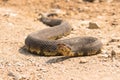 Low angle view of water moccasin Royalty Free Stock Photo