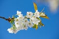 Low angle view of white mirabelle flowers blossoming on a plum tree stem and growing in a home garden. Group of delicate Royalty Free Stock Photo