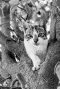 Black and white image of low angle view of white and tabby cat in a tree