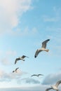 low angle view of wild seagulls