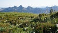 Low-Angle View of Wildflowers Over Green Grass with Mountain Backdrop Royalty Free Stock Photo