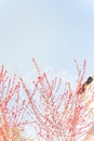 Low angle view of winterberry Ilex Decidua tree full of red fruits near chimney in Dallas, Texas