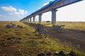 Scenic view of the Zebras grazing below Nairobi Mombasa Railway in Nairobi National Park Royalty Free Stock Photo