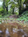 Low Angle Water Puddle on Muddy Forest Trail Royalty Free Stock Photo