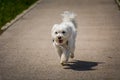 Low angle white cute happy Maltese dog walk on asphalt road