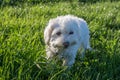 Low angle white cute Maltese dog chewing grass on a meadow