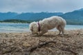 Low angle white cute Maltese dog smells something on pebble beach Royalty Free Stock Photo