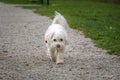 Low angle white cute Maltese dog walk on gravel macadam road towards camera Royalty Free Stock Photo