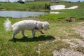 Low angle white cute Maltese dog walking on green grass Royalty Free Stock Photo