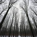 Bare Trees in Winter Forest Path Royalty Free Stock Photo