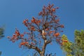 Low angle wide shot of a Silk-Cotton tree blossom with Eucalyptus trees and blue sky in the background. Royalty Free Stock Photo