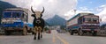 LOW ANGLE: Wild yak walks down the empty road and past colorful parked trucks Royalty Free Stock Photo