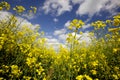 Field of Oilseed and rapeseed plants with blue sky