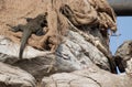 Low angle zoom-in shot of baby Monitor Lizard sitting on a rock and laying over an old jute bag