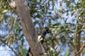 Low anlge view and zoom in shot of a crow with flesh in the beak, sitting on a tree trunk Royalty Free Stock Photo