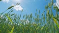 Low anlgle view. Large harvest of wheat. Beautiful blue sky. Yellow green ears are slowly swaying in wind. Cultivation Royalty Free Stock Photo