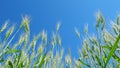 Low anlgle view. Yellow green field of wheat in idyllic nature. Beautiful blue sky. Harvest and harvesting concept Royalty Free Stock Photo