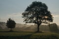 Low Beskids, tree Royalty Free Stock Photo