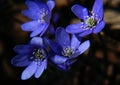 Four Blue flower Herpatica nobilis low Royalty Free Stock Photo