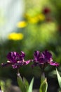 Low-bred maroon spring irises in the garden. Growing burgundy flowers