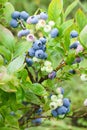 Low bush blueberry Vaccinium angustifolium plant cultivated in garden ripening lowbush blueberries after rain