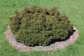The low bush of a dwarfish coniferous plant Royalty Free Stock Photo