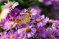 Low bushes of lilac chrysanthemums bloom, and butterflies and bees fly around. Autumn flowers under the sun. Royalty Free Stock Photo