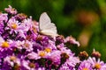 Low bushes of lilac chrysanthemums bloom, and butterflies and bees fly around. Autumn flowers under the sun. Royalty Free Stock Photo
