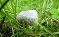 Low Close Up Macro Detail of Roman Snail Shell in Moss and Grass Royalty Free Stock Photo