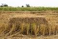 A low close-up view of a square bale of straw with a view of the rice paddies