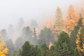 Low clouds  in the forest at fall with yellow larches Royalty Free Stock Photo