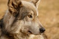 Low content wolf in Yamnuska sanctuary, Canada, turistic attraction in Cochrane, cute wolfdog, hard to deal with