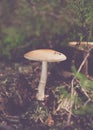 Low contrast close up of single mushroom