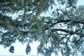 The Low Country trees are often covered with moss Royalty Free Stock Photo