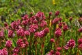 Low flowers growing between the rocks on top of the mountain Royalty Free Stock Photo