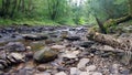 Small Woodland Stream