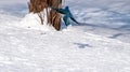 A low flying bird and its shadow in the snow. Royalty Free Stock Photo