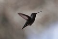 Low-flying bird with a sharp beak takes flight Royalty Free Stock Photo