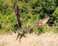 Low Flying Eagle Owl Royalty Free Stock Photo