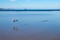 Low flying seagul Royalty Free Stock Photo