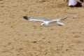 A low flying seagull on a beach Royalty Free Stock Photo