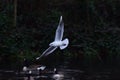 Low flying seagull over a pond Royalty Free Stock Photo