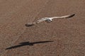 Low Flying Seagull Royalty Free Stock Photo