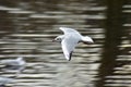 Low flying seagull Royalty Free Stock Photo