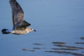 Low Flying Seagull Royalty Free Stock Photo