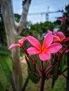 Low focus of pink flowers in garden