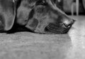 Low front view/floor shot of the head of a sleeping Labrador mixed breed